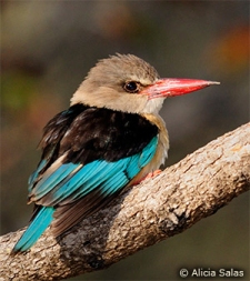 What exactly is 'Halcyon'? Aside from meaning calm, peaceful, prosperous & happy, it's also a genus of bird! Like this cute chubby little guy.