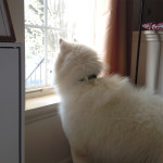 Ty enjoying time staring out the window - still haven't captured him with his paws on the windowsill