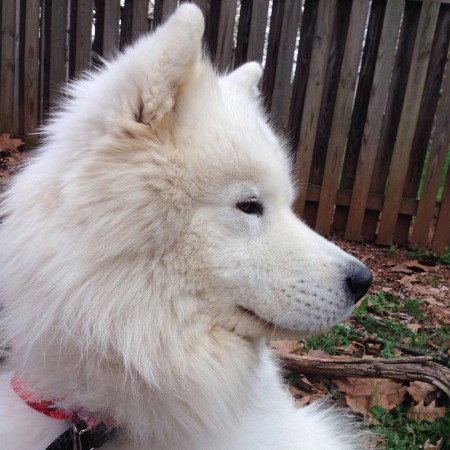 A picture I snapped of Ty while he sat with me by the swing in my parents' backyard